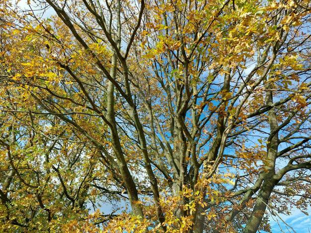 autumn